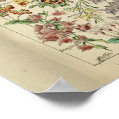 ヴィンテージアドルフェミロプリントフラワーズ ポスター (角)