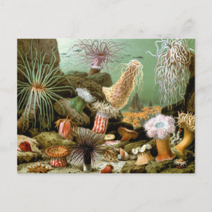 ヴィンテージアネモネ、海洋生物海動物 ポストカード
