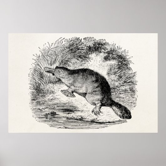 ヴィンテージアヒルのハシのパーソナライズされた動物 ポスター (正面)