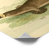 ヴィンテージアヒルのバードカモノハシ自然史プリント ポスター (角)