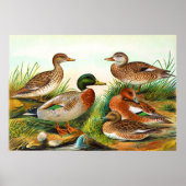 ヴィンテージアヒル池3 ポスター (正面)