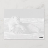 ヴィンテージアメリカのアラスカの母のホッキョクグマ ポストカード (裏面)