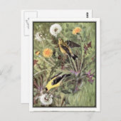 ヴィンテージアメリカン・ゴールドフィンチ – ロバート・ブルース・ホースフォール ポストカード (正面/裏面)