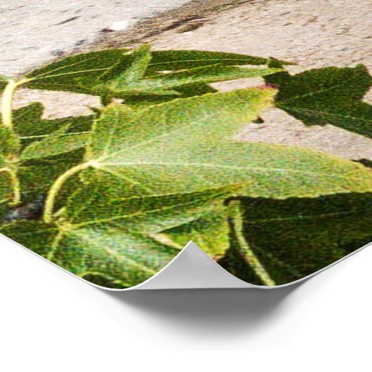 ヴィンテージアメリカ車のピックアップ ポスター (角)