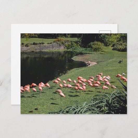 ヴィンテージアメリカ風景葉書 ポストカード (正面/裏面)