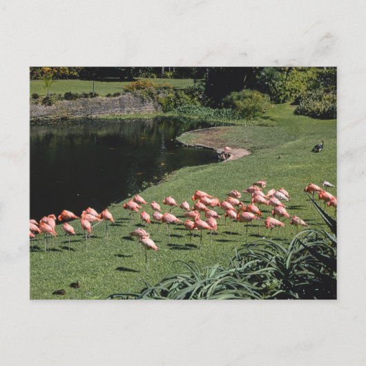 ヴィンテージアメリカ風景葉書 ポストカード (正面)