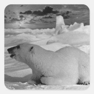 ヴィンテージアラスカ北極熊1970 スクエアシール