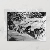 ヴィンテージアラスカ・エスキモー・マラムート・スレース ポストカード (正面/裏面)