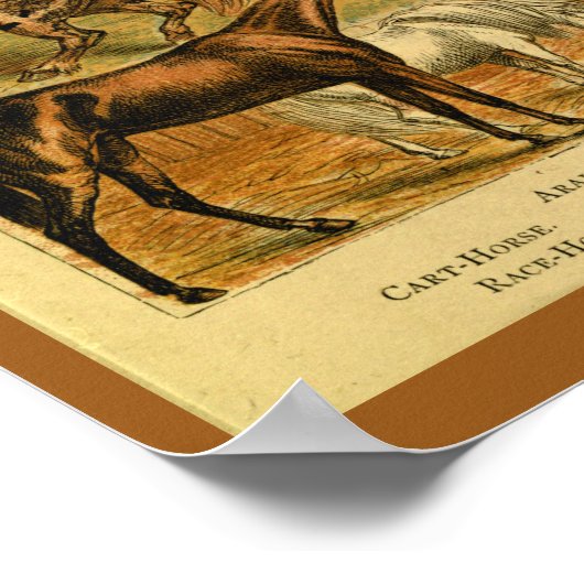 ヴィンテージアラブホースポニーナチュラルヒストリーズプリント ポスター (角)