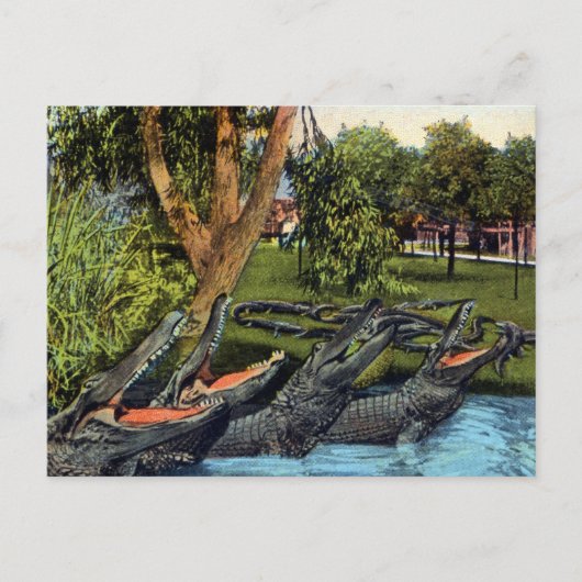 ヴィンテージアリゲーターカルテバヤノリバーパナマ ポストカード (正面)