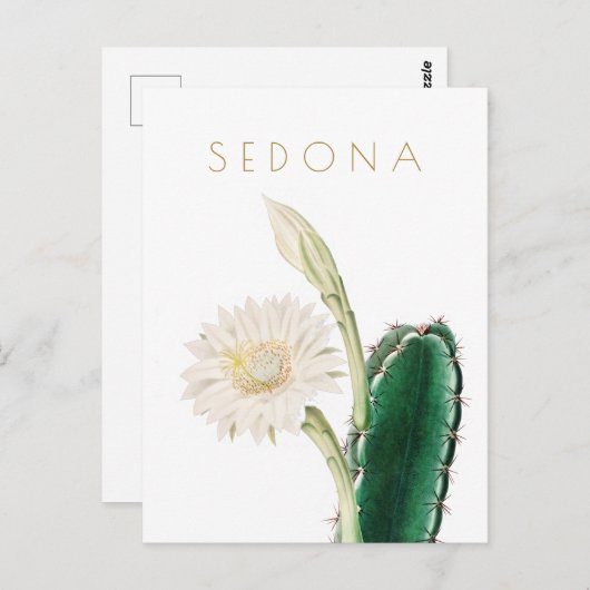 ヴィンテージアリゾナの花は世紀半ばを旅行 ポストカード (正面/裏面)
