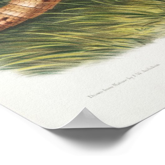 ヴィンテージアルマジロイラストレーション ポスター (角)