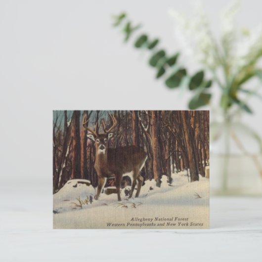 ヴィンテージアレゲニー国立森林（ペンシルバニア州） ポストカード (スタンド正面)
