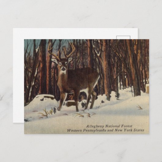 ヴィンテージアレゲニー国立森林（ペンシルバニア州） ポストカード (正面/裏面)