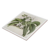 ヴィンテージアングラエクムレオニスオーキッドフラワー タイル (側面)