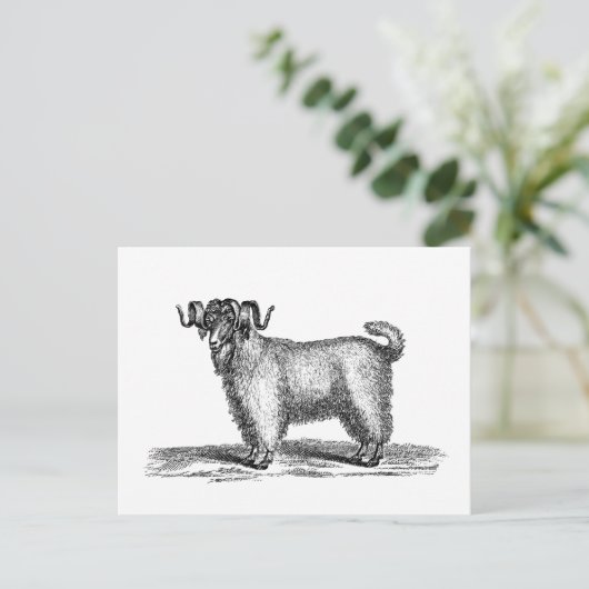 ヴィンテージアンゴラヤギイラストレーション- 1800ズヤギ ポストカード (スタンド正面)
