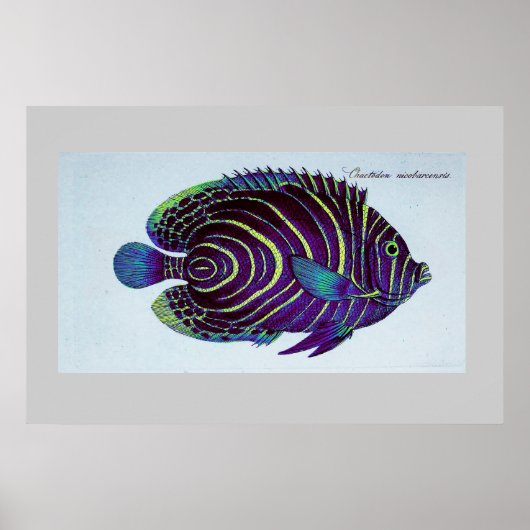 ヴィンテージアンジェフィッシュプリント ポスター (正面)