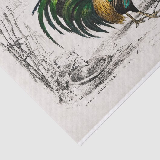 ヴィンテージアンティークの鳥の芸術の切り離し 薄葉紙 (詳細)