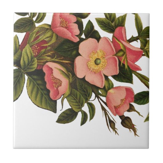 ヴィンテージアンティークアートバラフラワーアートイラストレーション タイル (正面)