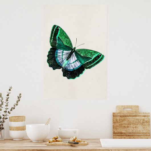ヴィンテージアンティークグリーンバタフライ1800sイラストレーション ポスター (キッチン)