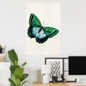 ヴィンテージアンティークグリーンバタフライ1800sイラストレーション ポスター (ホームオフィス)