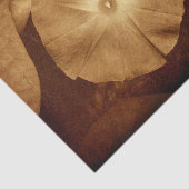 ヴィンテージアンティークセピアフローラモーニンググローリー 薄葉紙 (詳細)