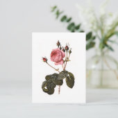 ヴィンテージアンティークピンクガーデンバライン開花 ポストカード (スタンド正面)