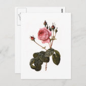 ヴィンテージアンティークピンクガーデンバライン開花 ポストカード (正面/裏面)