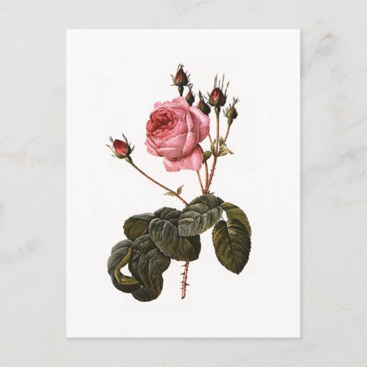 ヴィンテージアンティークピンクガーデンバライン開花 ポストカード (正面)