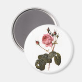 ヴィンテージアンティークピンクガーデンバライン開花 マグネット (正面/裏面)