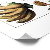 ヴィンテージアンティークフランスのフルーツプリントポスター ポスター (角)