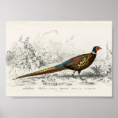 ヴィンテージアンティークリングや輪キジ ポスター (正面)