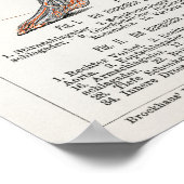 ヴィンテージアンティーク医用ドイツ解剖図 ポスター (角)