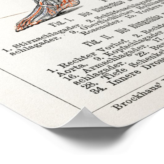 ヴィンテージアンティーク医用ドイツ解剖図 ポスター (角)