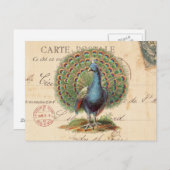 ヴィンテージアンティーク孔雀はがき ポストカード (正面/裏面)