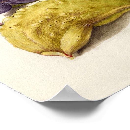 ヴィンテージアンティーク書道植物学イラストレーション ポスター (角)