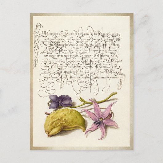 ヴィンテージアンティーク植物イラストレーション ポストカード (正面)