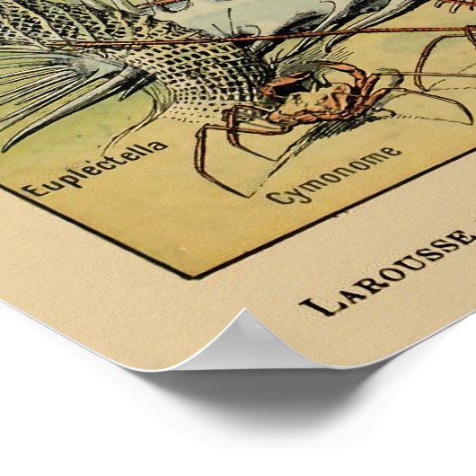 ヴィンテージアンティーク海産動物魚学研究投稿 ポスター (角)