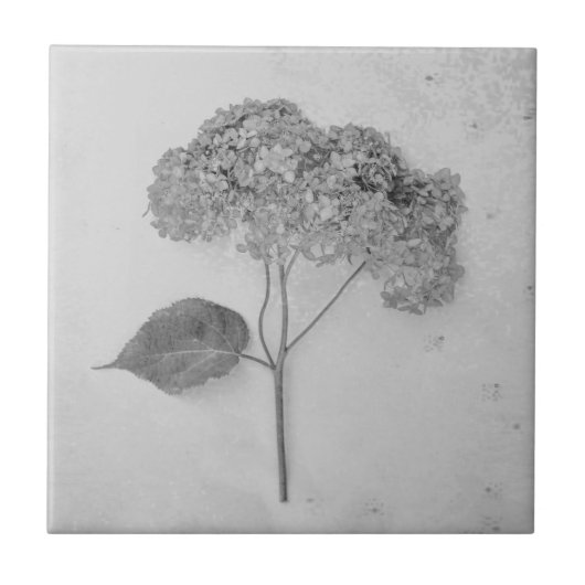 ヴィンテージアンティーク白黒あじさいフローラ タイル (正面)