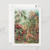 ヴィンテージアンティーク自然フラワーズレインフォレスト ポストカード (正面/裏面)