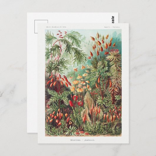 ヴィンテージアンティーク自然フラワーズレインフォレスト ポストカード (正面/裏面)