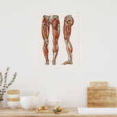 ヴィンテージアンティーク解剖学的解剖学的図 ポスター (キッチン)