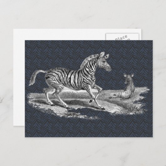 ヴィンテージアートのシマウマと子馬の野生動物ポストカード ポストカード (正面/裏面)