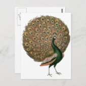 ヴィンテージアートのピーフクロウは緑色の金ゴールドを羽毛にする ポストカード (正面/裏面)