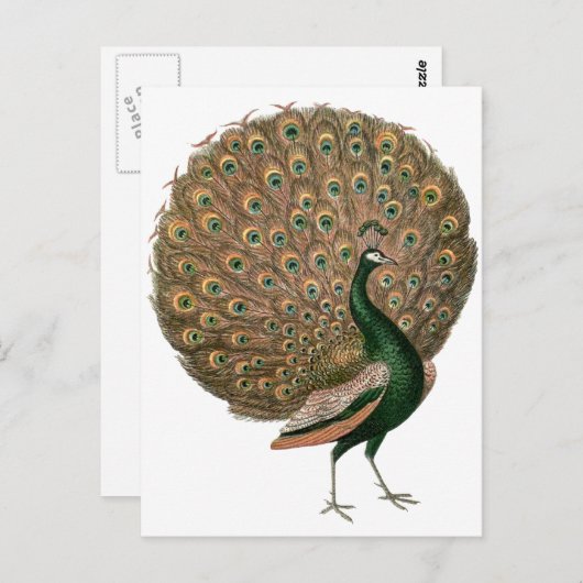 ヴィンテージアートのピーフクロウは緑色の金ゴールドを羽毛にする ポストカード (正面/裏面)