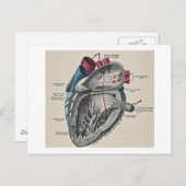 ヴィンテージアートの解剖学的ハート図-科学 ポストカード (正面/裏面)