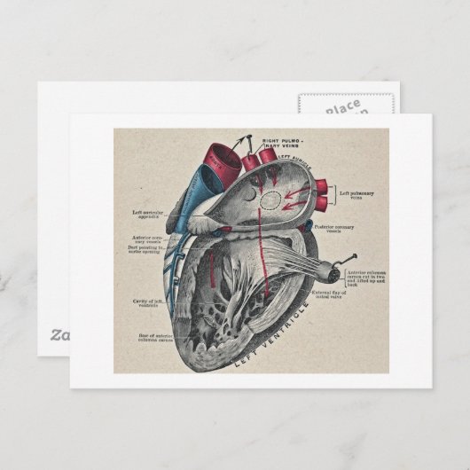 ヴィンテージアートの解剖学的ハート図-科学 ポストカード (正面/裏面)