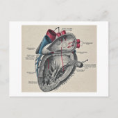 ヴィンテージアートの解剖学的ハート図-科学 ポストカード (正面)
