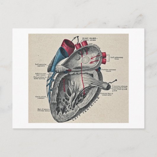 ヴィンテージアートの解剖学的ハート図-科学 ポストカード (正面)