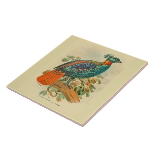 ヴィンテージアートバーズフェカラフルーサントイラストレーション タイル (側面)